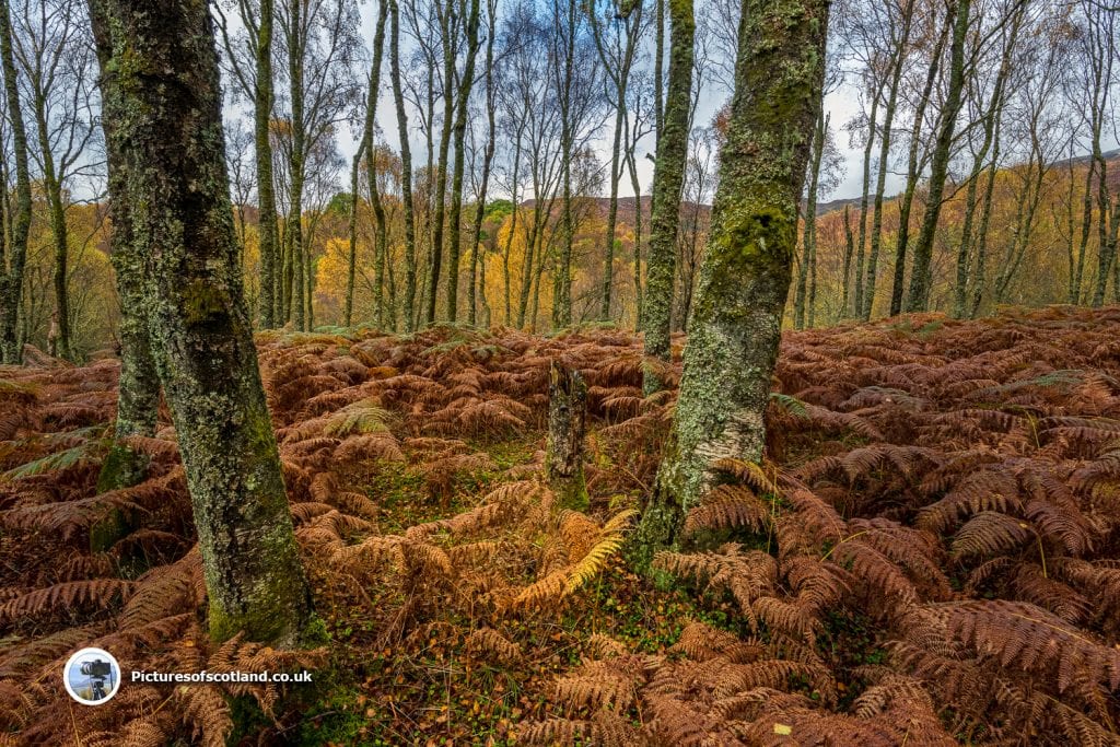 Little Druim Wood