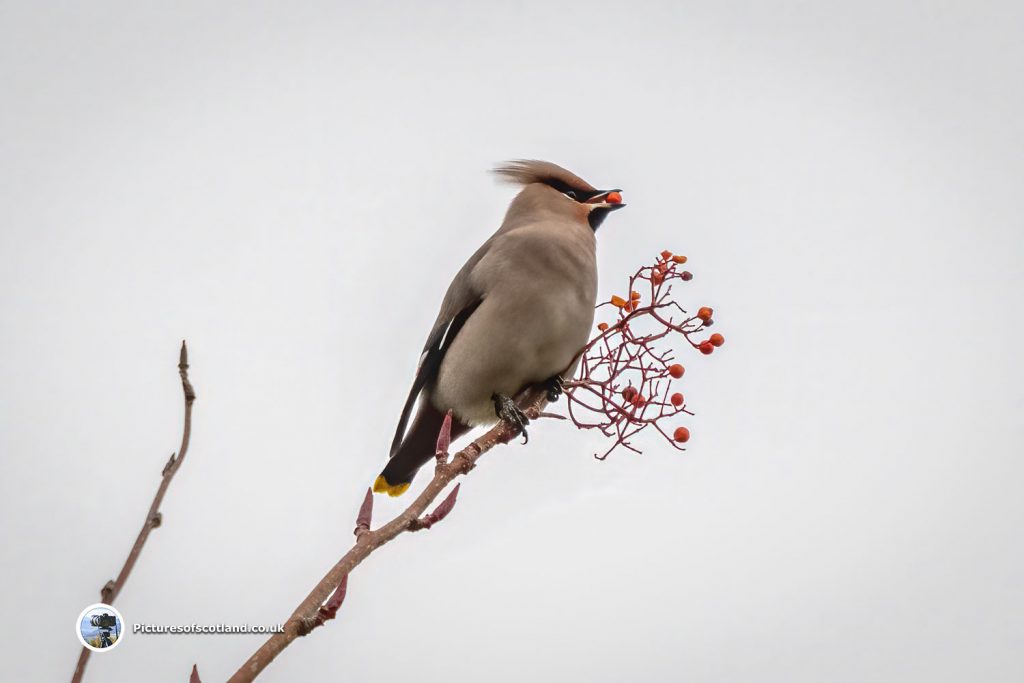 waxwings