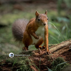 Red Squirrel