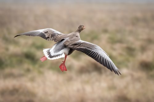 Greylag Goose