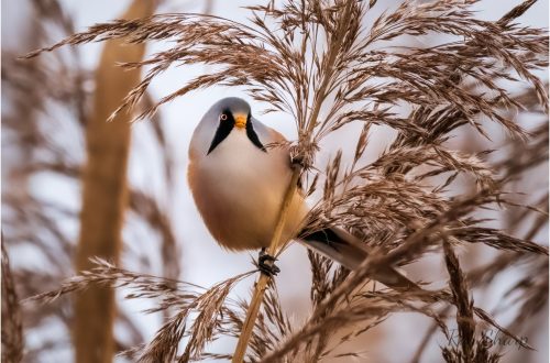 Bearded Reedling