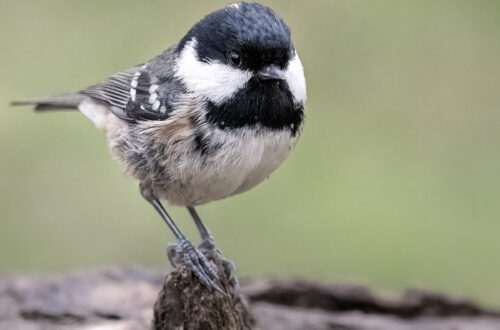 Coaltit