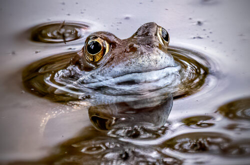 Frog