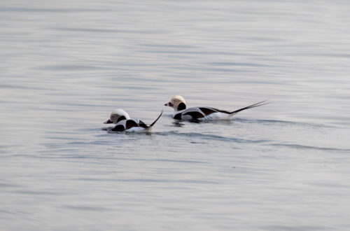 Long Tailed ducks