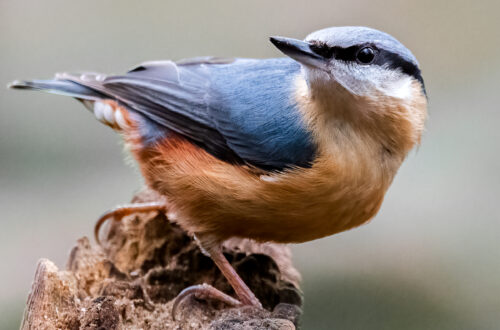 Nuthatch