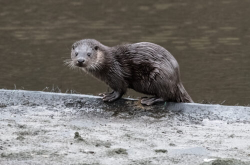 Otter