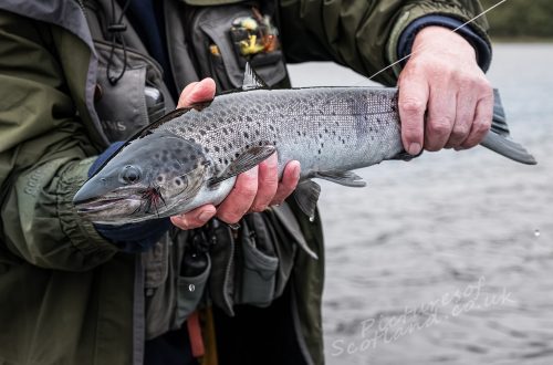 Sea Trout