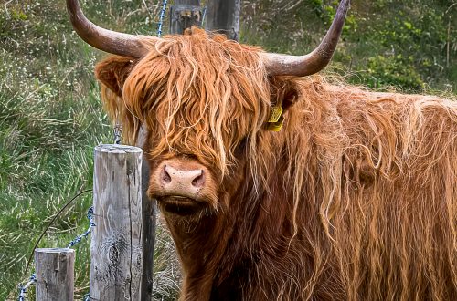 Highland Cow