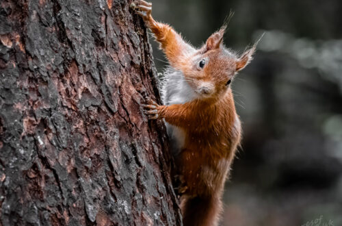 Red Squirrel