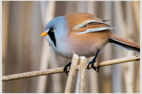 Bearded Reedling