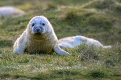 Seal pups at St Abbs