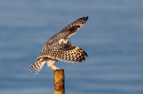 Short Eared Owl