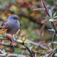 Dunnock