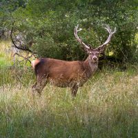 Stag at Altnaharra