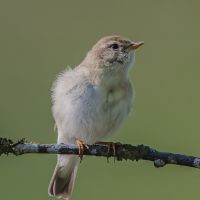 Willow Warbler