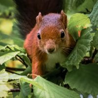 Red Squirrel