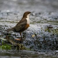 Dipper