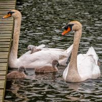 Swan and Cygnets