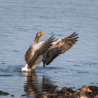 Greylag