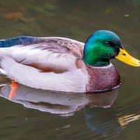 Mallard