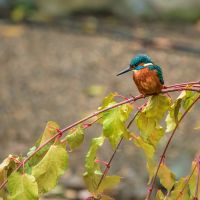 Kingfisher