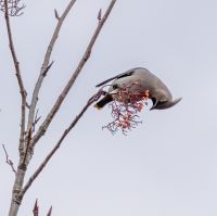 Waxwing