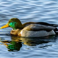 Mallard