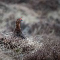 Grouse