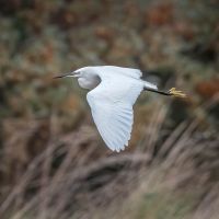 Little Egret