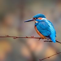 KIngfisher