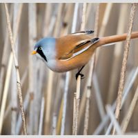 Bearded Reedling - male