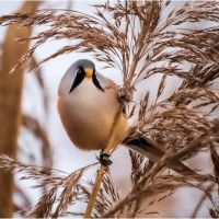 Bearded Reedling