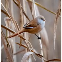 Bearded Reedling - female