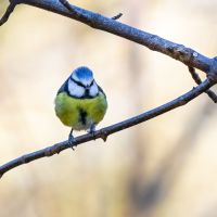 Bluetit