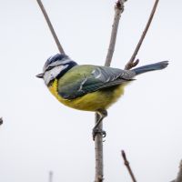 Bluetit