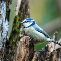 Bluetit