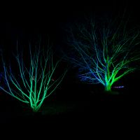 Edinburgh botanics lightshow