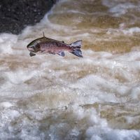 Leaping Salmon