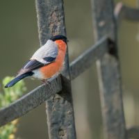 Bullfinch