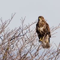 Buzzard