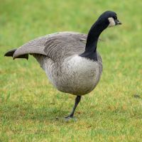 Canada goose