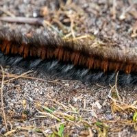 Fox Moth Caterpillar