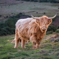 Highland cow