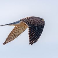 Kestrel