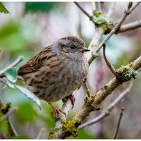 Dunnock