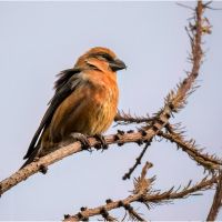 Crossbill