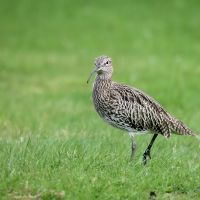 Curlew