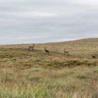 Red deer stags