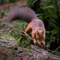 Red Squirrel