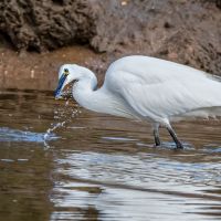 Little Egret